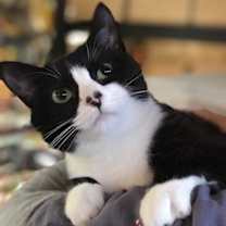 Thumbnail photo of JOLLY JOY #1