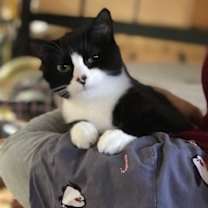 Thumbnail photo of JOLLY JOY #2