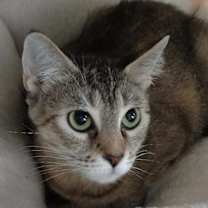 Thumbnail photo of Baylor #3