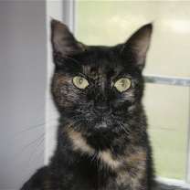 Thumbnail photo of Kori #1