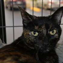Thumbnail photo of Kori #2
