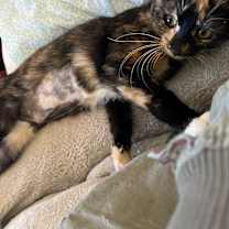 Thumbnail photo of Molly #1