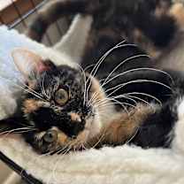 Thumbnail photo of Molly #2