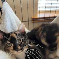 Thumbnail photo of Molly #3