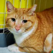 Thumbnail photo of Garfield #2