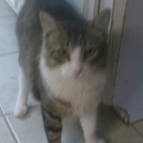Thumbnail photo of Toto #1