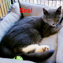 Thumbnail photo of Seal #3
