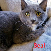 Thumbnail photo of Seal #4