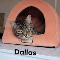 Thumbnail photo of Dallas #3