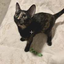 Thumbnail photo of POPPY #2