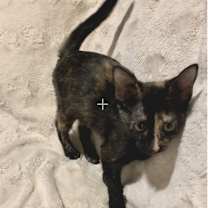 Thumbnail photo of POPPY #3