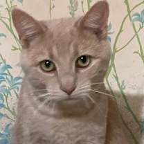 Thumbnail photo of Ray Ray Bonded with Buster #3