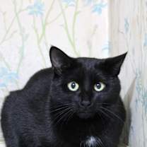 Thumbnail photo of Buster bonded with Ray Ray #2