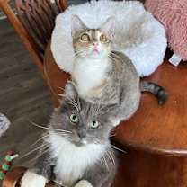 Thumbnail photo of ROMEO-bonded with Carmella #3