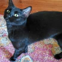 Thumbnail photo of Shawney #2