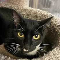 Thumbnail photo of Kitty #2