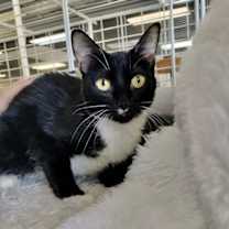 Thumbnail photo of Kitty #4