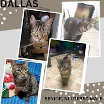 Thumbnail photo of Dallas #4