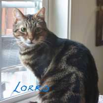 Thumbnail photo of LORRO #4