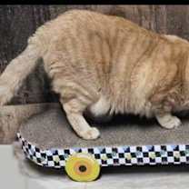 Thumbnail photo of BLOSSOM RUSSO #2