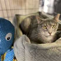 Thumbnail photo of Tulip #3