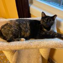 Thumbnail photo of Chelsea #3