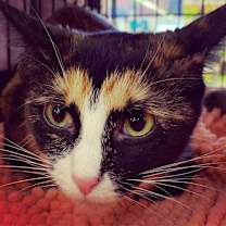 Thumbnail photo of MYSTIQUE-bonded with Diego #3