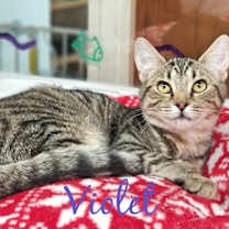 Thumbnail photo of Violet #2