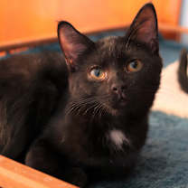 Thumbnail photo of Marsha #4