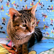 Thumbnail photo of Honey #1