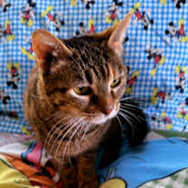 Thumbnail photo of Honey #2