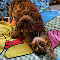 Thumbnail photo of Honey #3