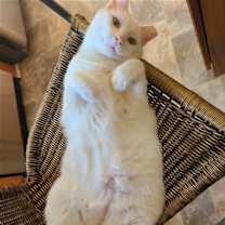 Thumbnail photo of Shimmer #1