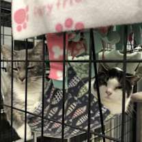 Thumbnail photo of Nikki (Must be adopted with Ti #1