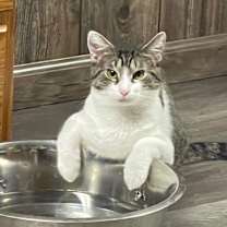 Thumbnail photo of Stimpy #1