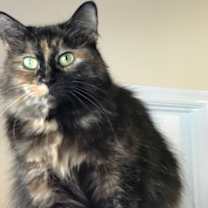 Thumbnail photo of RADIANT RUTH #2