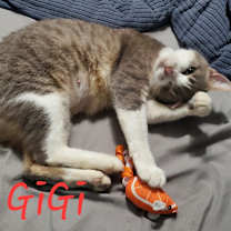 Thumbnail photo of Gigi #2