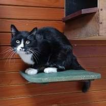 Thumbnail photo of Wilson #2