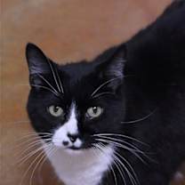 Thumbnail photo of Wilson #4