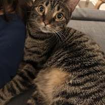 Thumbnail photo of Basil (bonded to Atlas) #2