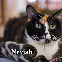 Thumbnail photo of Neviah #1