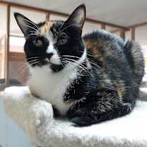 Thumbnail photo of Neviah #2