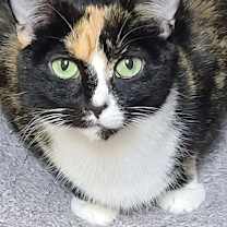 Thumbnail photo of Neviah #3