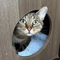 Thumbnail photo of Linus #4