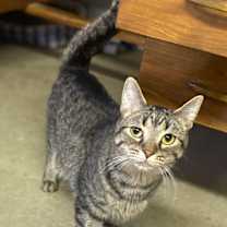 Thumbnail photo of Stormy #2