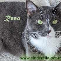 Thumbnail photo of Reno #1
