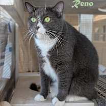 Thumbnail photo of Reno #2