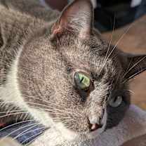 Thumbnail photo of Reno #3