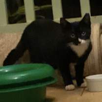 Thumbnail photo of Scooby #2