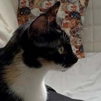 Thumbnail photo of Petula #4